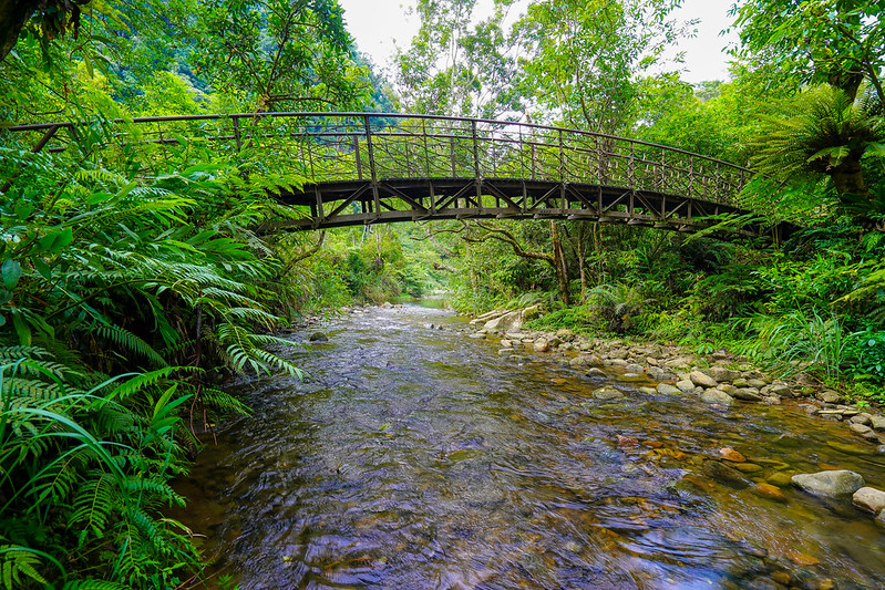 Pinglin Jinguoliao Fern Path