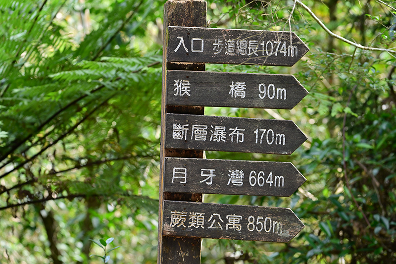 Jinguoliao Fern Path