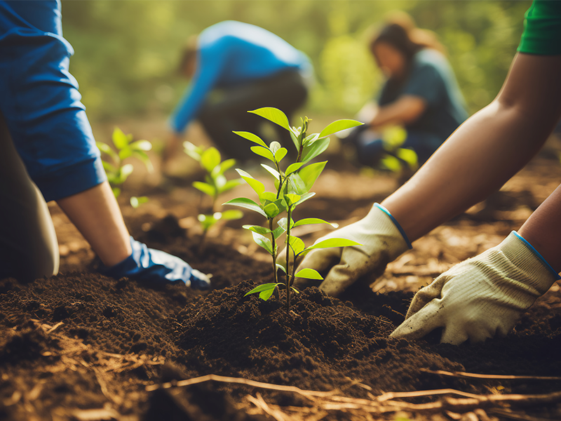 Tree Conservation Project