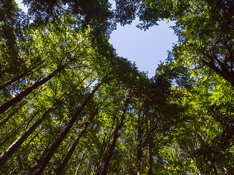 Tree Conservation Project