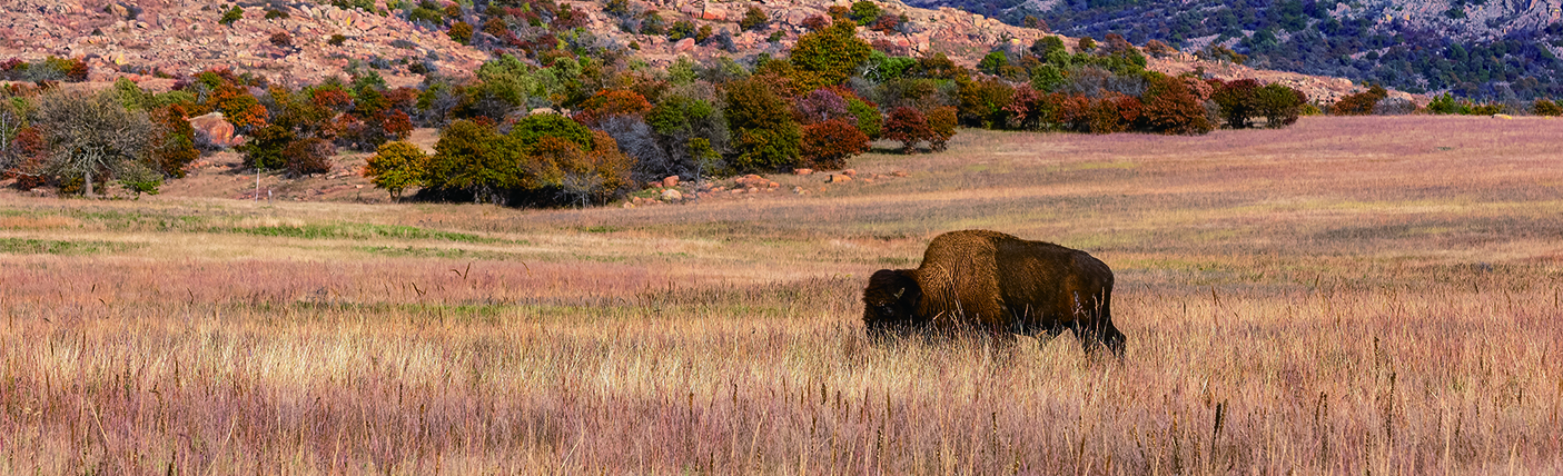 bison-3D-puzzle