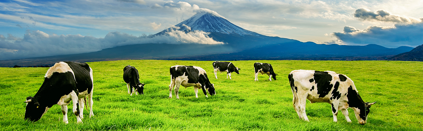 Japan’s Friendly Packaging Philosophy from Two Milk Packaging